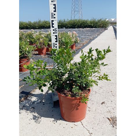 Oranger Jasmin Murraya Paniculata Pot 24 cm Persistant Parfumé (1/4)