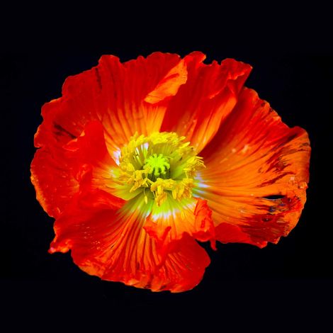 Image prête à l'accroche - ''Papaver''- 30 x 30 cm - Impression directe sur verre acrylique (1/5)