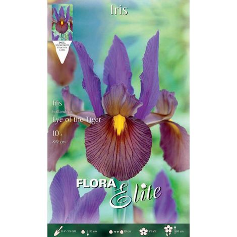 IRIS HOLLANDICA EYE OF THE TIGER (CONFEZIONE DA 10 BULBI)