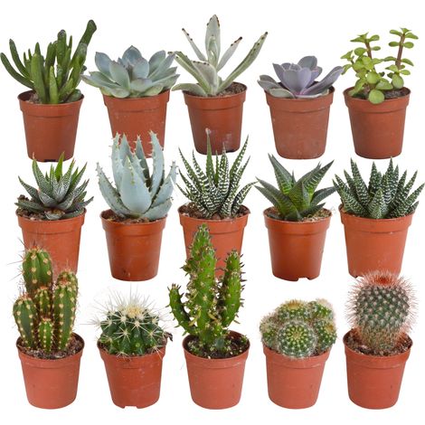 Lot de 15 Cactus et Plantes Succulentes Variés Ø 5,5 cm - Mélange Décoratif Intérieur - PANGIVO (1/5)