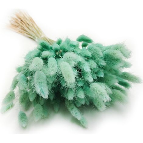 Lagurus seco - Lagurus ovata - menta (1/5)