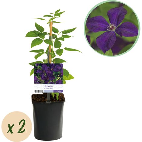 Clématite Polish Spirit Plante Grimpante à Fleurs Violettes Lot de 2 Pots 11 cm Hauteur 40 cm - PANGIVO (1/4)