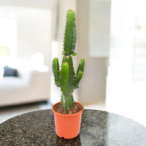 Gardenaria Euphorbia acrurensis - Pianta da interno ornamentale - Altezza: 75 cm (vaso 17) (1/5)