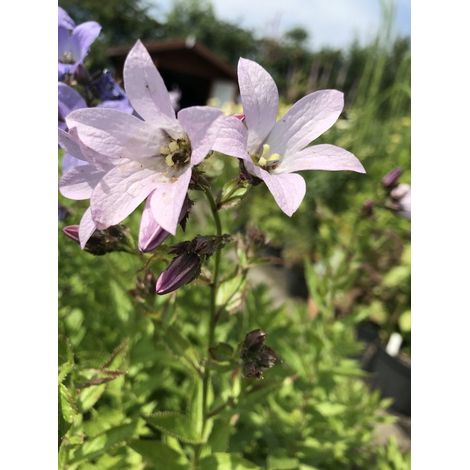 6 x Campanula lactiflora 'Loddon Anna' - Campanule - Pot P9 (9x 9cm) -