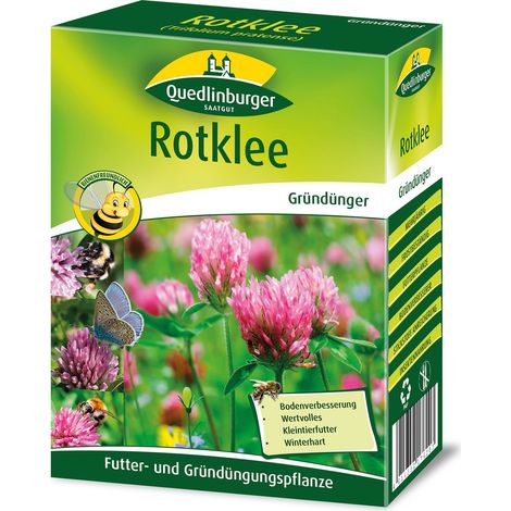 Quedlinburger Saatgut – Trèfle violet – Engrais vert, boîte pliante 500 g pour env. 100 m², hauteur env. 50 cm (1/2)