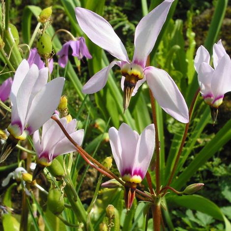 4 x Gyroselle de Virginie - Dodecatheon meadia  - godet 9x9 cm