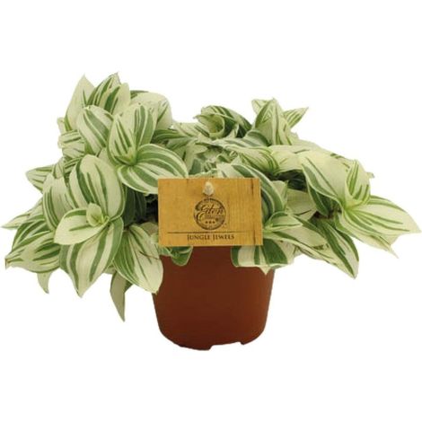Tradescantia Brightness Plante d’intérieur feuillage décoratif pot 12 cm hauteur 20 cm - PANGIVO (1/4)