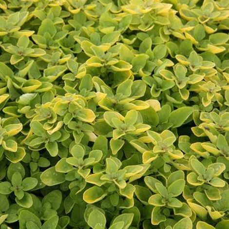 4 x Origan  - Origanum vulgare 'Thumble's Variety'  - godet 9x9