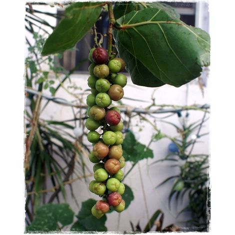 Coccoloba uvifera plante