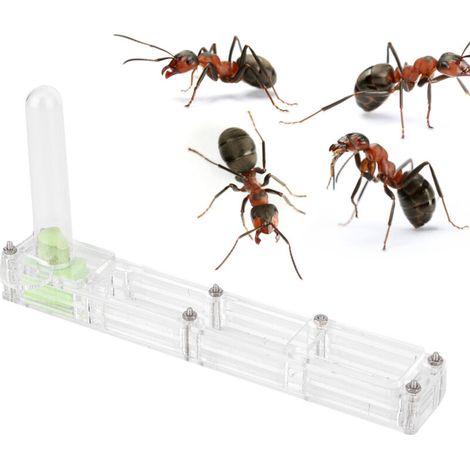 Formicarium en acrylique pour fourmis avec tour d'eau et hydratation - Boîte d'élevage transparente
