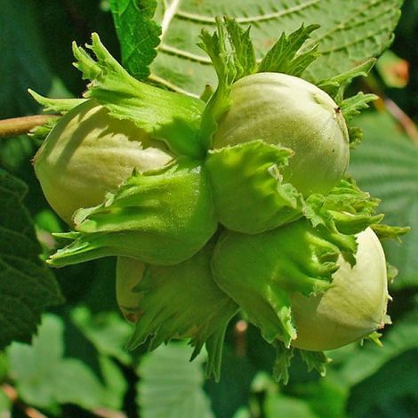 Noisetier commun - Corylus avellana  - 60-80 cm pot