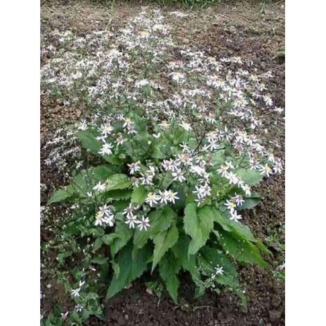 Aster divariqué 'Tradescant' Godet de 8/9 cm (1/4)