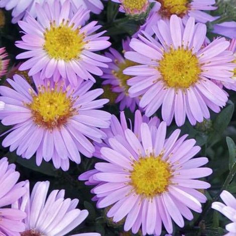 Aster d'automne Marjorie, Aster dumosus/Godet - 5/20 cm