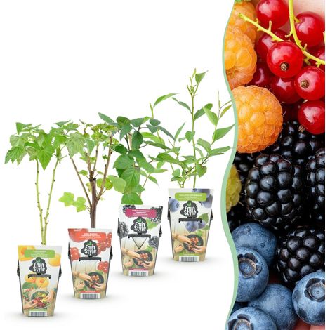 Lot de 4 Arbustes Fruitiers Groseille Mûre Framboise Myrtille Jardin et Balcon Pots 9 cm - PANGIVO (1/5)