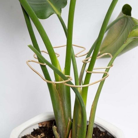Monstera-Pflanzenstammstütze, 5er-Packung, langlebige und stabile Stütze, einzigartiges Design, geeignet für Kletterpflanzen, ideal zur Förderung eines kräftigen Pflanzenwachstums (gold).