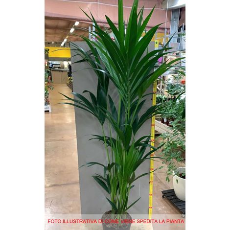 KENTIA KENZIA IN VASO 17CM
