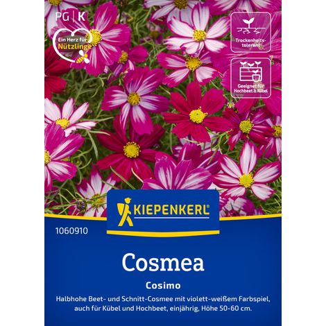 Kiepenkerl Blumensamen Cosmos Cosimo für ca. 30 Pflanzen (1/2)