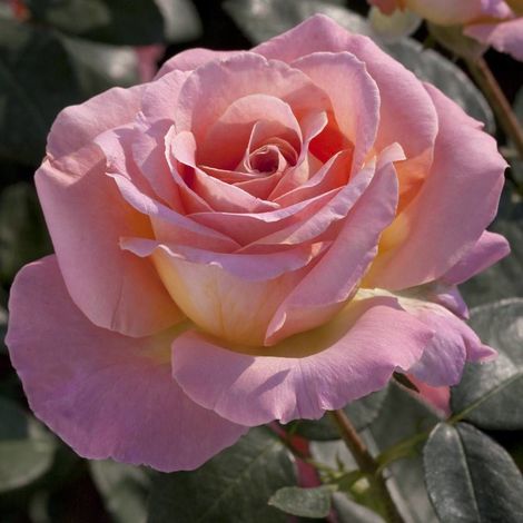 Rosier arbustif Elle® 'Meibderos'/Pot de 10 L - 1/2 tige