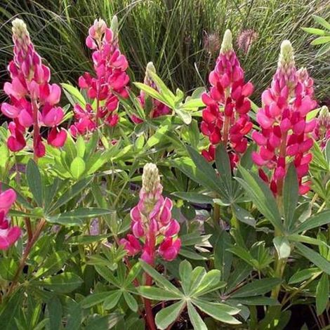Lupin Mon Chateau/Godet - 5/20 cm