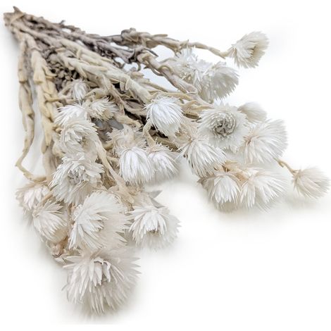 Flor de Kaaps - Phaenocoma prolifera - (Flor de paja del Cabo) - Blanco natural