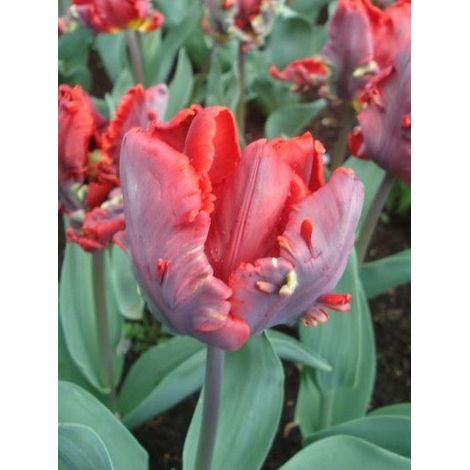 Tulipe perroquet 'Rococo' Bulbe calibre 11+ (par 10) (1/2)