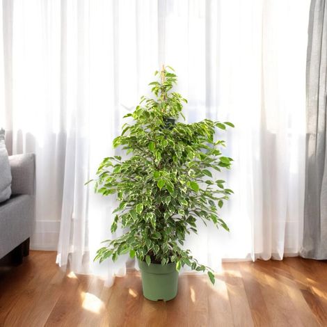 Gardenaria Ficus benjamina 'Golden King' - Pianta da interno ornamentale - Altezza: 130 cm (vaso 27)