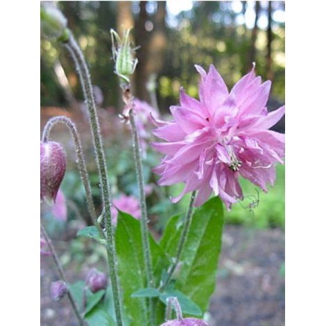 Ancolie des jardins 'Rose barlow' Godet de 8/9 cm (1/2)