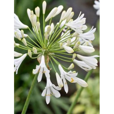 Agapanthe 'Polar Ice' Godet de 8/9 cm (1/3)