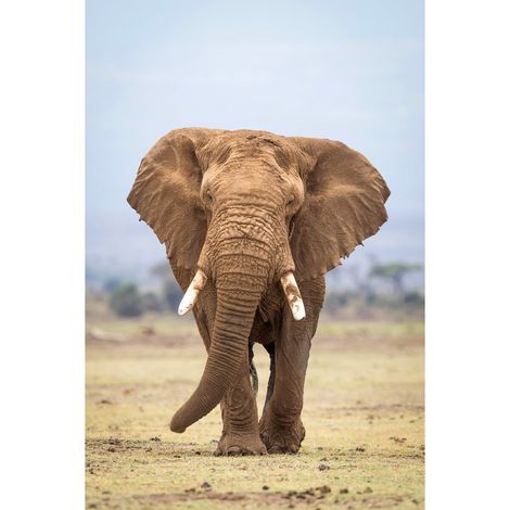 Tableau sur toile portrait éléphant 30x45 cm - Impression sur Toile Murale Décorative - Image imprimée en HD sur Toile - Toile sur Châssis en Bois FSC - Fabriqué en France (1/5)