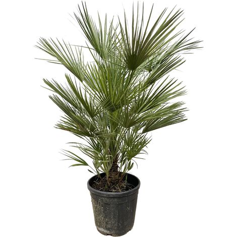 Palmier Nain d'Europe Chamaerops Humilis Résistant au Gel Intérieur et Extérieur 150 cm Pot Ø30 - PANGIVO