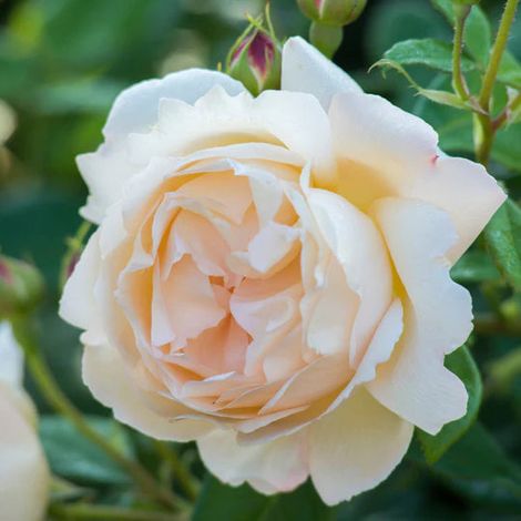 Gardenaria Rosa 'Wollerton Old Hall' - Rosa da giardino - Altezza: 40/50 cm (vaso20)