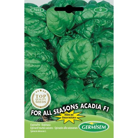 graines Epinard toutes saisons ACADIA F1 (1/2)