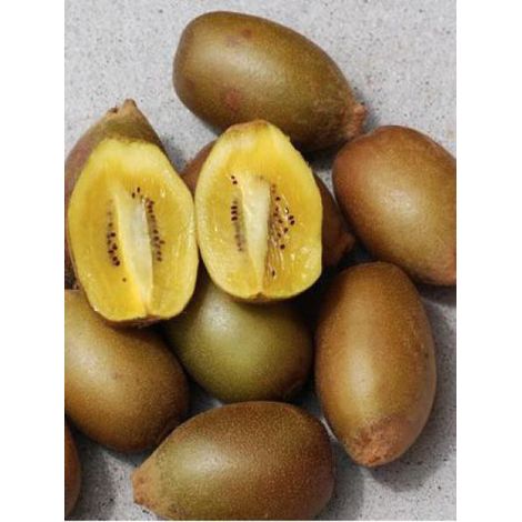 Kiwi femelle 'Golden Kiwi' Pot de 2L/3L (1/3)