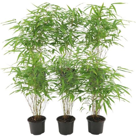 Bambou Fargesia Rufa Non Traçant pour Haie et Brise-vue Persistant Vert Lot de 6 Pots Ø12cm - PANGIVO (1/4)
