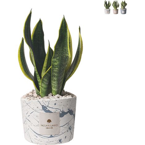 Bomboniera sansevieria in vaso cementino decorato schizzato Simone - Bianco (1/3)