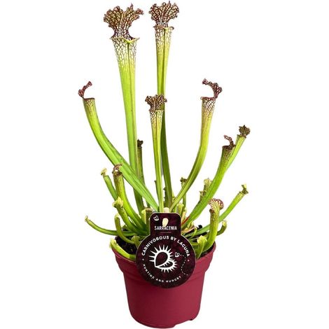 Sarracenia Farnhamii Plante Carnivore Décorative Pot 12 cm Hauteur 40 cm - PANGIVO