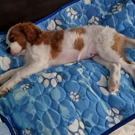 Tapis pour animaux de compagnie de grande taille pour chiens - 140 x 100 cm (1/5)
