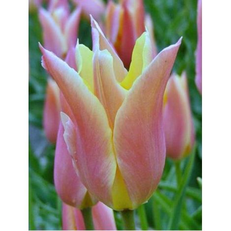 Tulipe fleur de lis 'Marianne' Bulbe calibre 11+ (par 6)