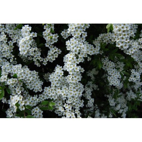 Gardenaria Spirea - Spiraea thunbergii - Arbusto ornamentale da giardino - Altezza: 50/70 cm (vaso19)