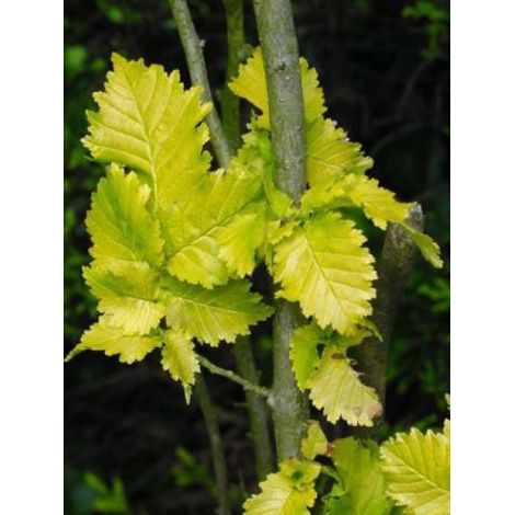 Orme à petites feuilles 'Wredei' Pot de 12L/15L