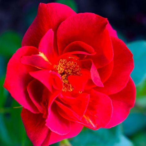 Rosier 'Hot Cocoa'
