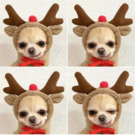4pcs pull pour chien - Manteau à capuche basique en forme d'élan mignon - Veste chaude pour animal domestique par temps froid - Vêtements d'extérieur pour petits chiens, chats, chiots, (Elk, 2XL) (1/5)