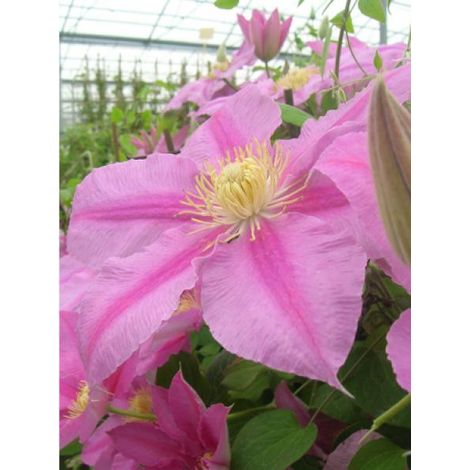 Clématite Abilene™ 'evipo027' Pot de 2L/3L