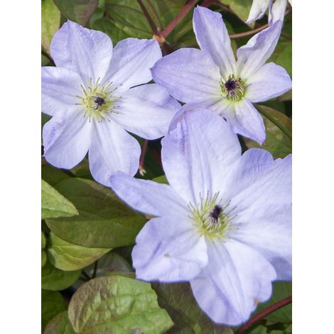 Clématite italienne 'Sea Breeze' Pot de 2L/3L (1/2)