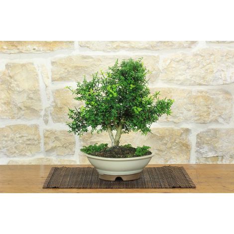 Bonsai di Gelsomino a fiore giallo (8) (1/5)