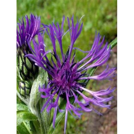 Bleuet, Barbeau des montagnes 'Violetta' Godet de 8/9 cm
