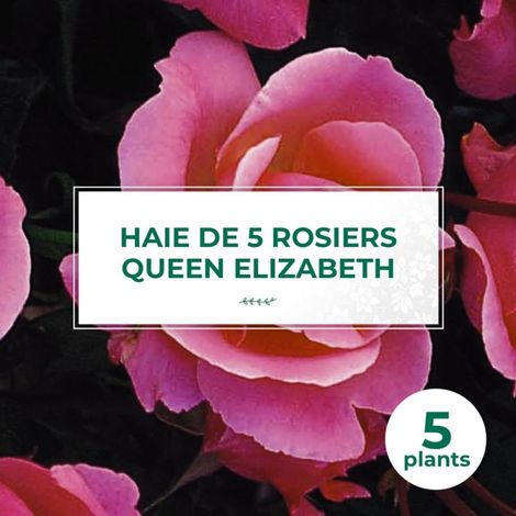 Haie de 5 Rosiers 'Queen Elizabeth' (1/2)