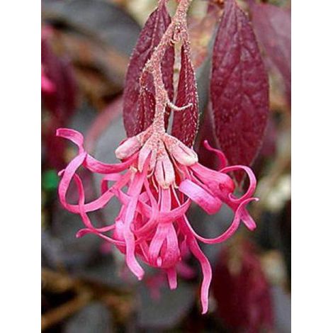 Loropetalum chinense 'Fire Dance' Pot de 3L/4L (1/3)