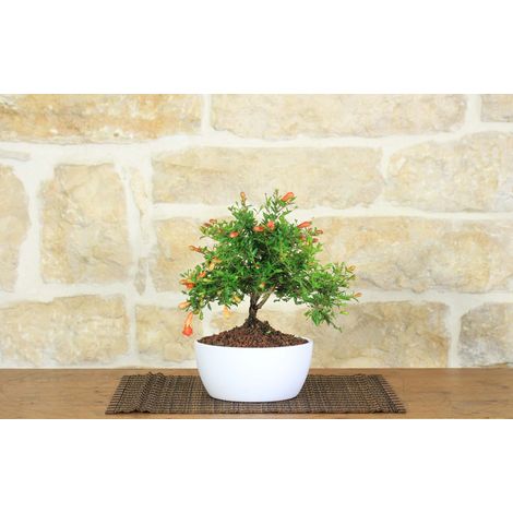 Bonsai di Melograno in ciotola bassa (1/5)