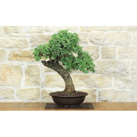Bonsai di Quercia Roverella (59) (1/5)